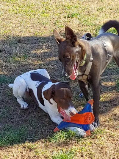 Hidden Oaks Dog Park - Wilkesboro, NC