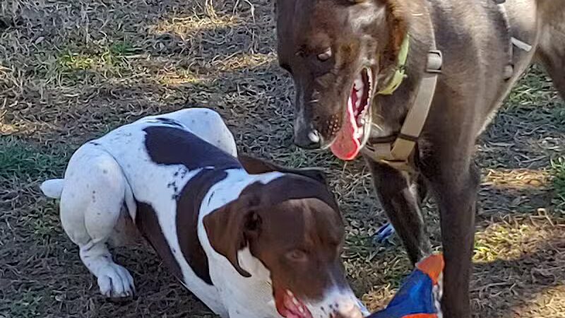 Hidden Oaks Dog Park - Wilkesboro, NC