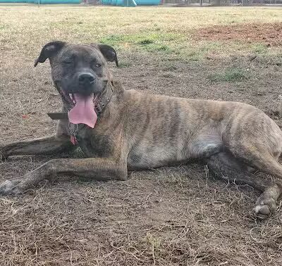 Hidden Oaks Dog Park - Wilkesboro, NC