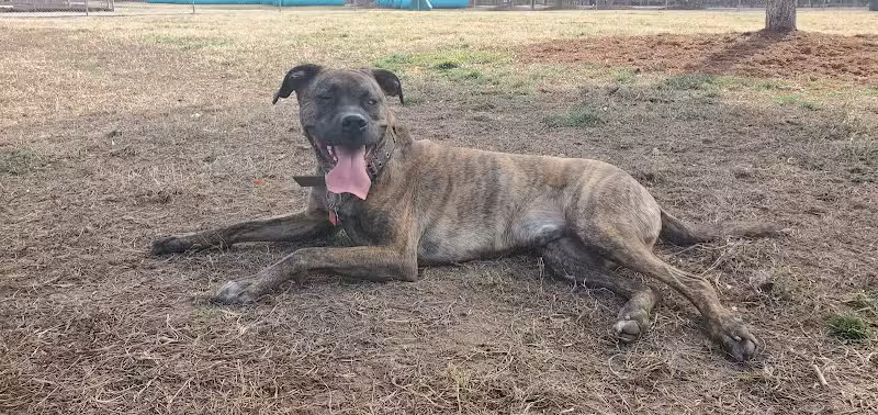 Hidden Oaks Dog Park - Wilkesboro, NC