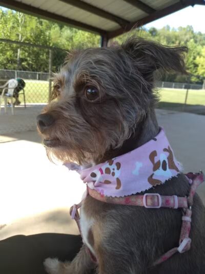 Hidden Oaks Dog Park - Wilkesboro, NC