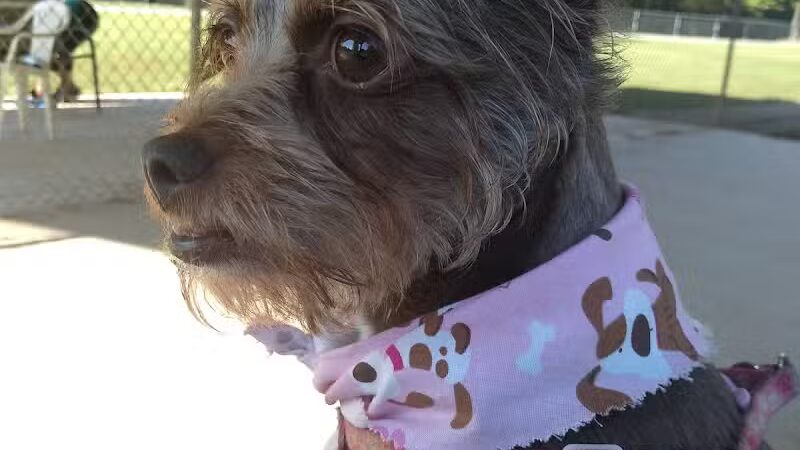 Hidden Oaks Dog Park - Wilkesboro, NC