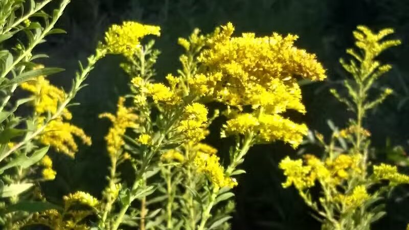 Kidsburg Dog Park - Williamsburg, VA