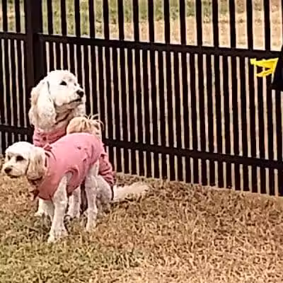 Kidsburg Dog Park - Williamsburg, VA