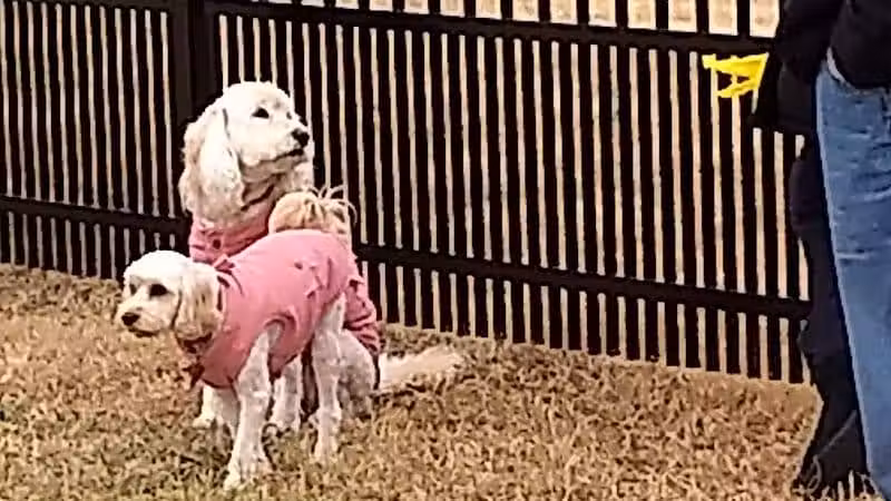 Kidsburg Dog Park - Williamsburg, VA