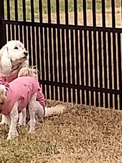 Kidsburg Dog Park - Williamsburg, VA