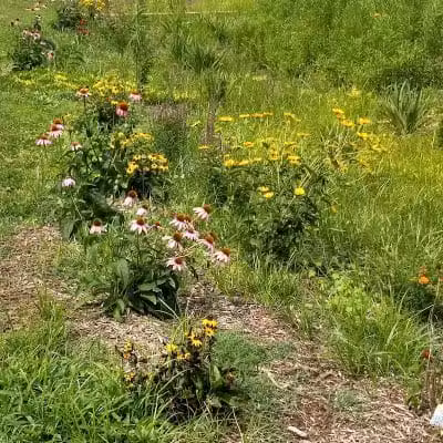 Kidsburg Dog Park - Williamsburg, VA