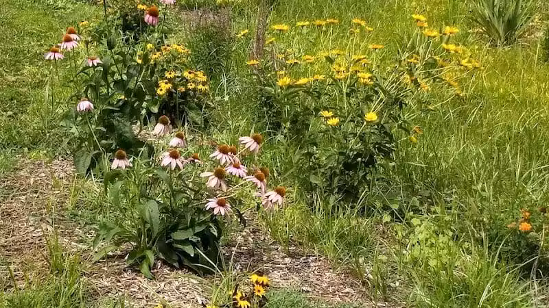 Kidsburg Dog Park - Williamsburg, VA