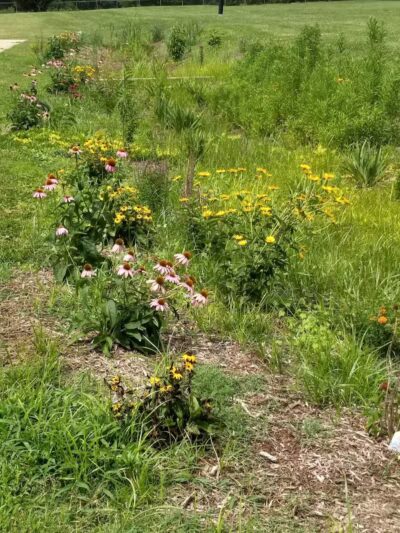 Kidsburg Dog Park - Williamsburg, VA