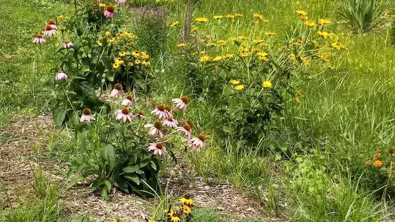 Kidsburg Dog Park - Williamsburg, VA