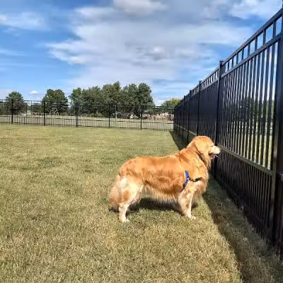 Kidsburg Dog Park - Williamsburg, VA
