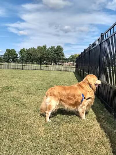 Kidsburg Dog Park - Williamsburg, VA