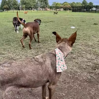 Kidsburg Dog Park - Williamsburg, VA