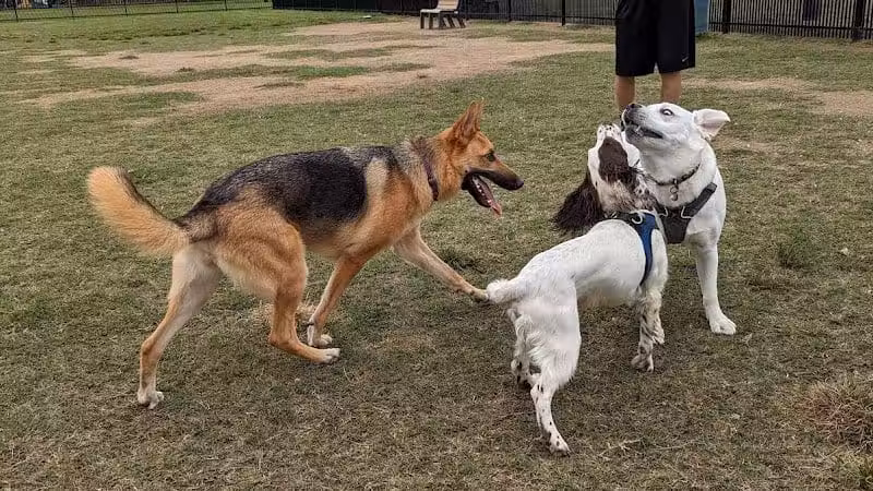 Kidsburg Dog Park - Williamsburg, VA