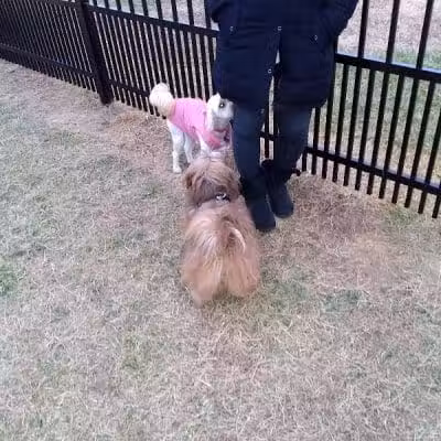 Kidsburg Dog Park - Williamsburg, VA