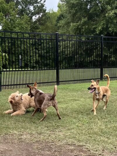 Kidsburg Dog Park - Williamsburg, VA