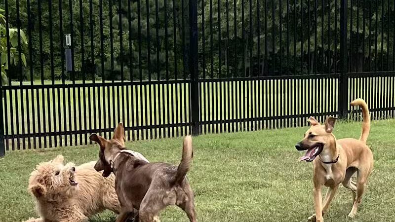 Kidsburg Dog Park - Williamsburg, VA