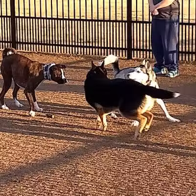 Kidsburg Dog Park - Williamsburg, VA