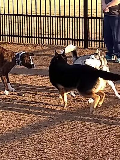 Kidsburg Dog Park - Williamsburg, VA
