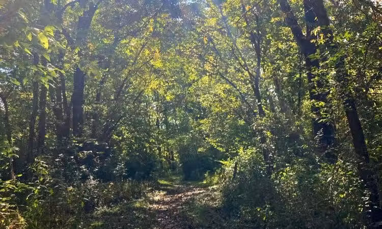 Metzger Preserve - Williamsport, OH