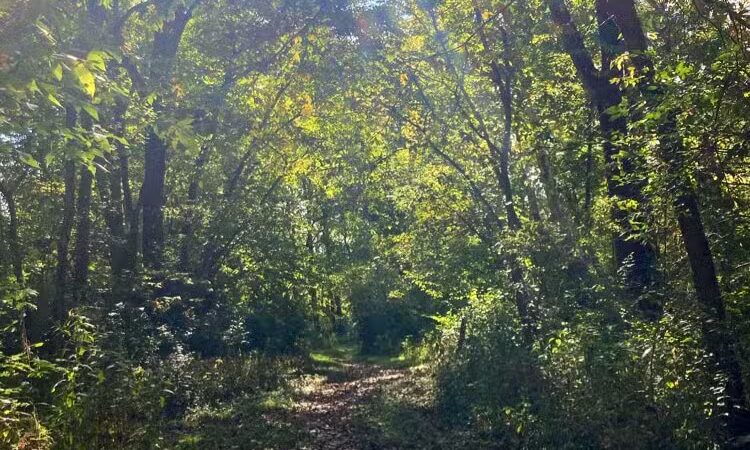 Metzger Preserve - Williamsport, OH