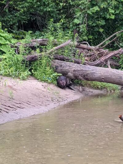 Daniels Park - Willoughby, OH