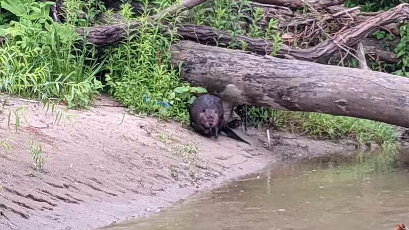 Daniels Park - Willoughby, OH