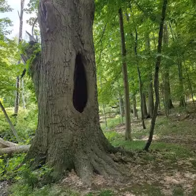 Gully Brook Park - Willoughby, OH