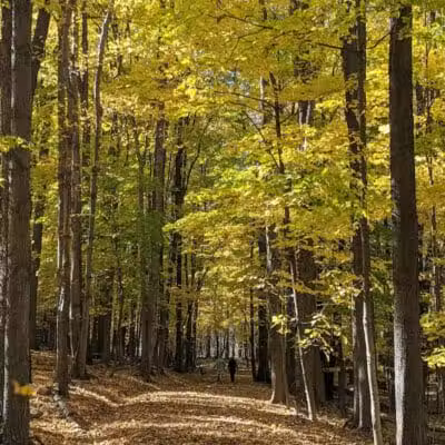 Gully Brook Park - Willoughby, OH
