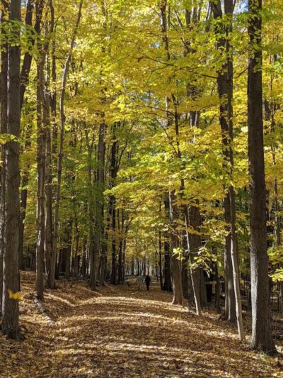 Gully Brook Park - Willoughby, OH
