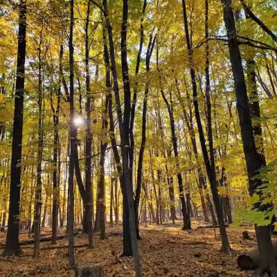 Gully Brook Park - Willoughby, OH