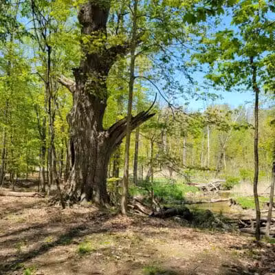 Gully Brook Park - Willoughby, OH