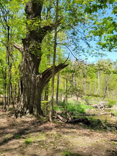 Gully Brook Park - Willoughby, OH