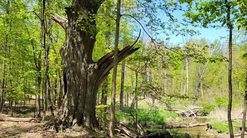Gully Brook Park - Willoughby, OH
