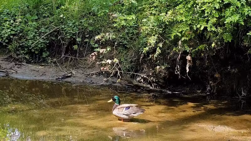 Gully Brook Park - Willoughby, OH