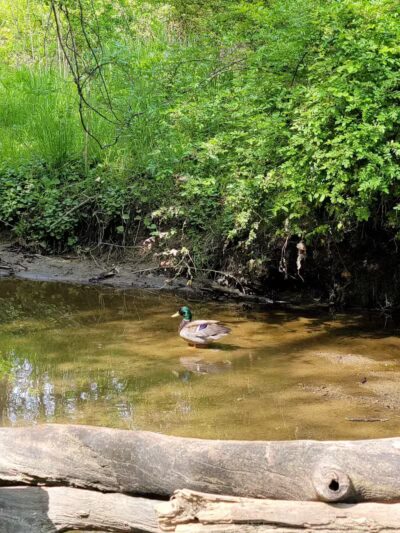 Gully Brook Park - Willoughby, OH
