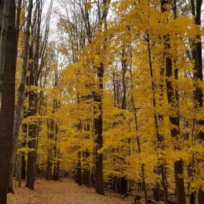Gully Brook Park - Willoughby, OH