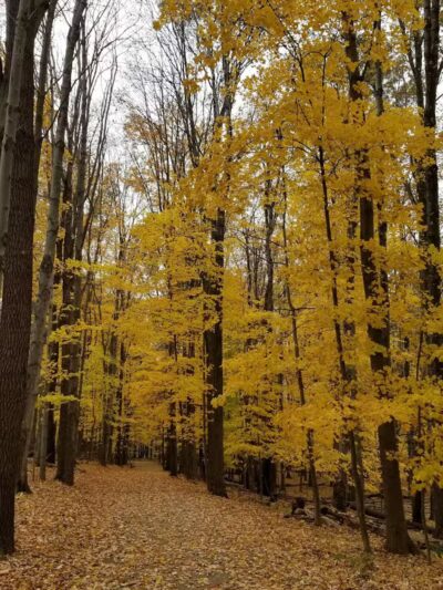 Gully Brook Park - Willoughby, OH