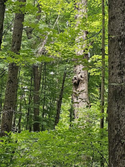 The Wilderness Center - Wilmot, OH