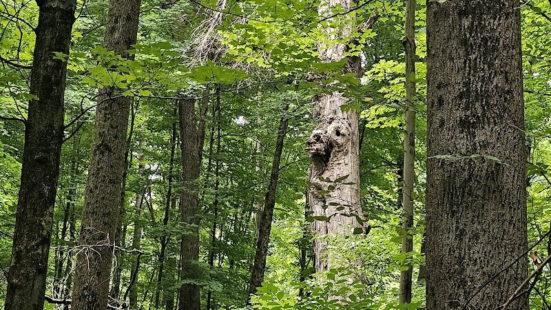 The Wilderness Center - Wilmot, OH