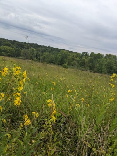 The Wilderness Center - Wilmot, OH