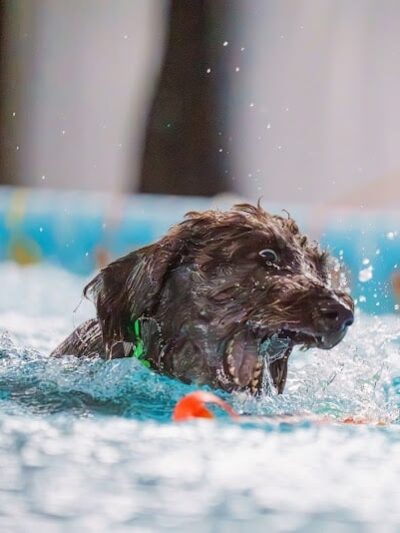 Duke's K9 Dash N' Splash - Windham, OH