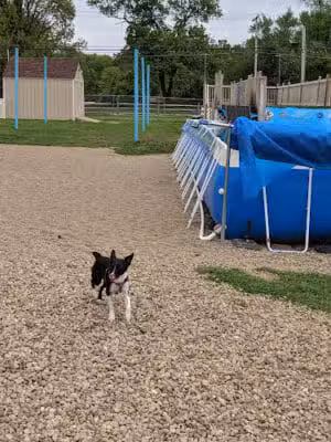 Duke's K9 Dash N' Splash - Windham, OH
