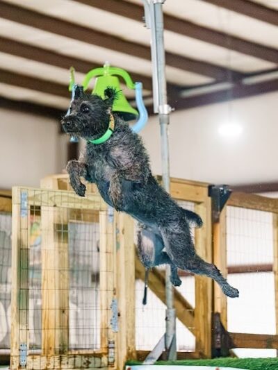 Duke's K9 Dash N' Splash - Windham, OH