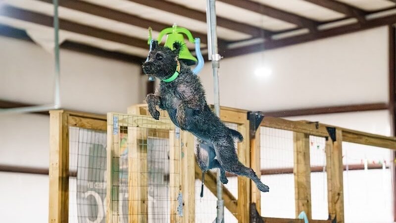 Duke's K9 Dash N' Splash - Windham, OH