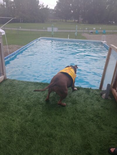 Duke's K9 Dash N' Splash - Windham, OH