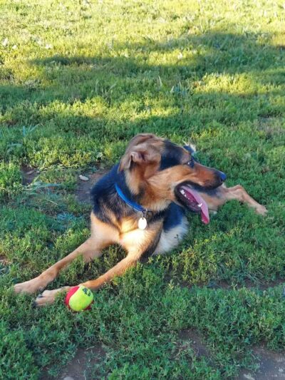 Woodbridge Dog Park - Woodbridge, CT