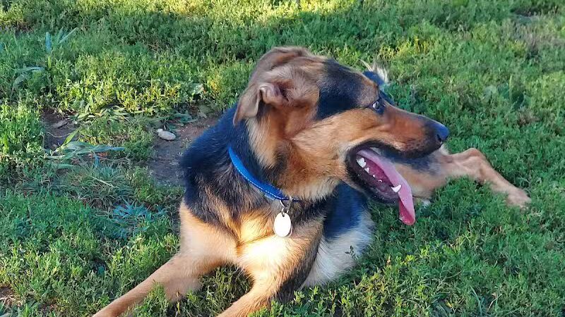 Woodbridge Dog Park - Woodbridge, CT