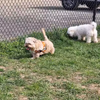 Woodbridge Dog Park - Woodbridge, CT