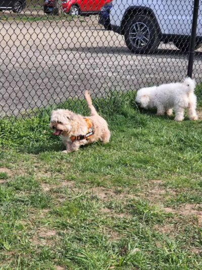 Woodbridge Dog Park - Woodbridge, CT